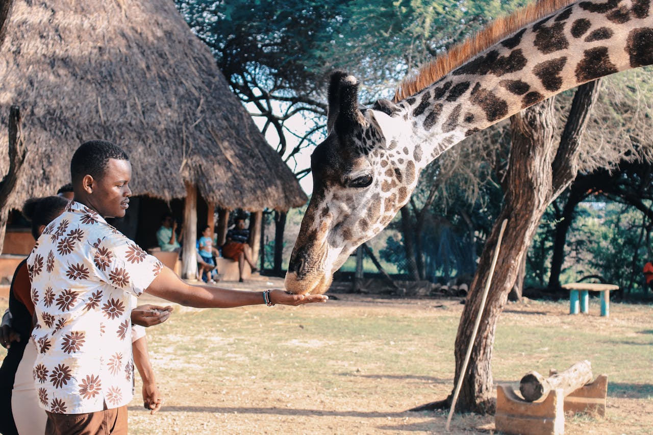Home An adult man feeds a giraffe at an outdoor wildlife park in Africa, capturing a close interaction with nature.